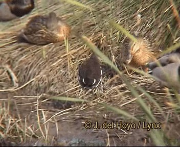 Eurasian Moorhen - ML201242531