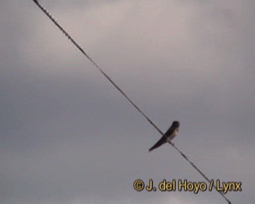 Barn Swallow (Buff-bellied) - ML201242621