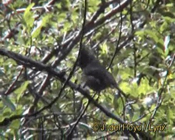 Gray-crested Tit - ML201242631