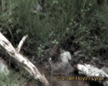 Bec-croisé des sapins (himalayensis) - ML201242641