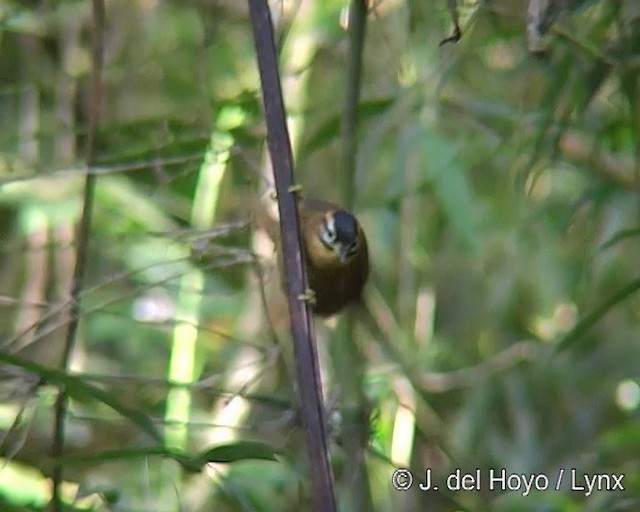 Black-capped Foliage-gleaner - ML201242671