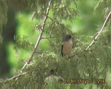 アフリカズアオアトリ　(africana) - ML201242751
