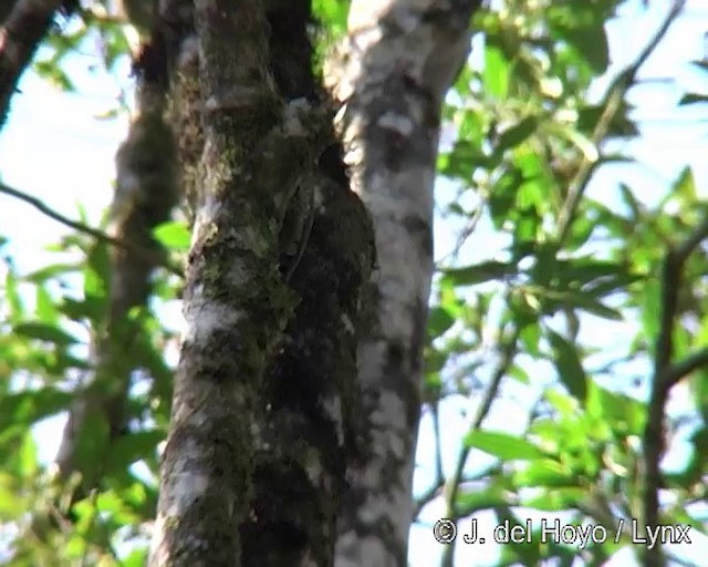 White-browed Woodpecker - ML201242761