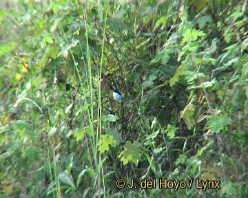 Jerdon's Bushchat - ML201242831