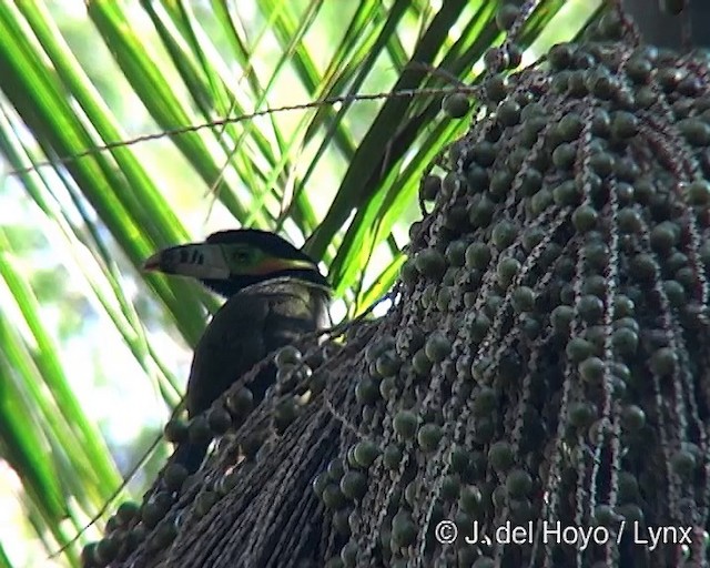 Toucanet à bec tacheté - ML201242851
