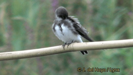 Bank Swallow - ML201242891