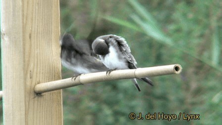 Bank Swallow - ML201242911