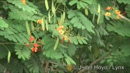 Émeraude de Cozumel - ML201242981