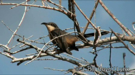 Mangrove Cuckoo - ML201242991