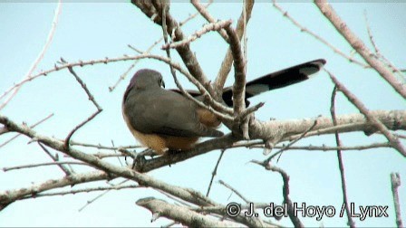 Mangrovekuckuck - ML201243001