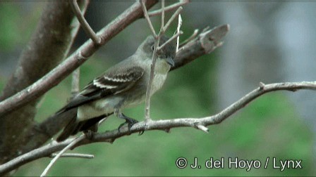 Eastern Wood-Pewee - ML201243031