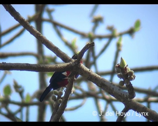 Double-toothed Barbet - ML201243061