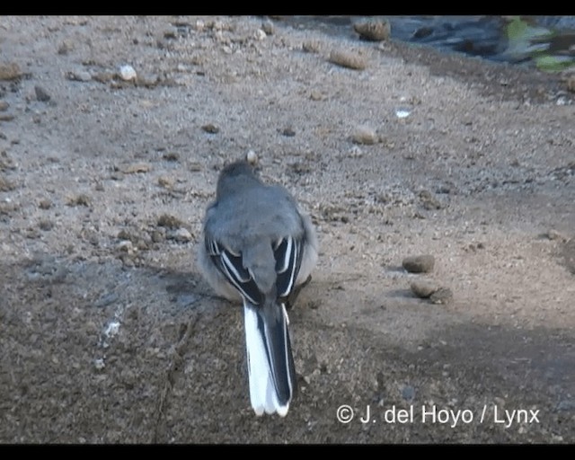 Mountain Wagtail - ML201243101