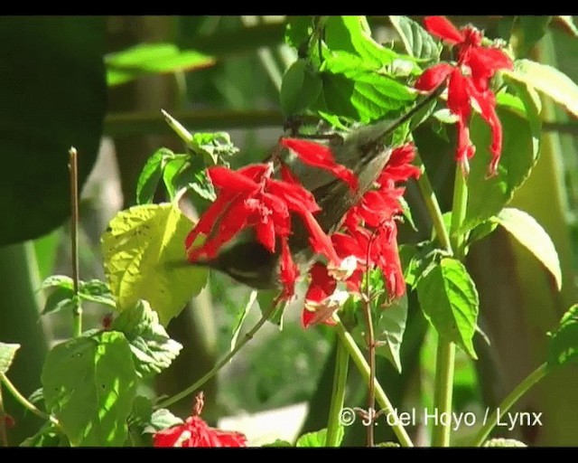 Tacazze Sunbird - ML201243131