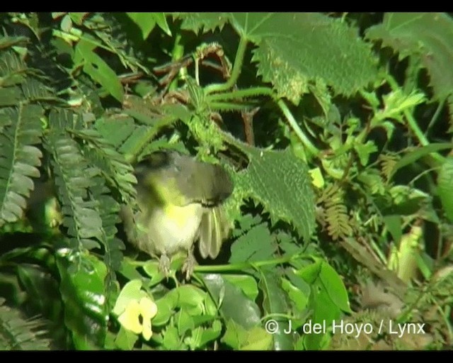 Baglafecht Weaver (Baglafecht) - ML201243151