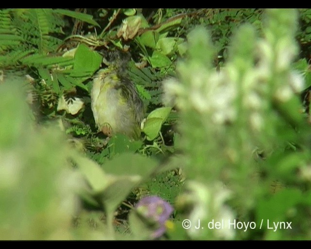 Baglafecht Weaver (Baglafecht) - ML201243161