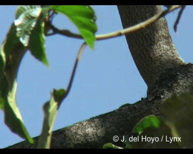 Salpornis de Salvadori - ML201243201