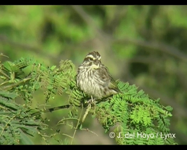 Streaky Seedeater - ML201243211