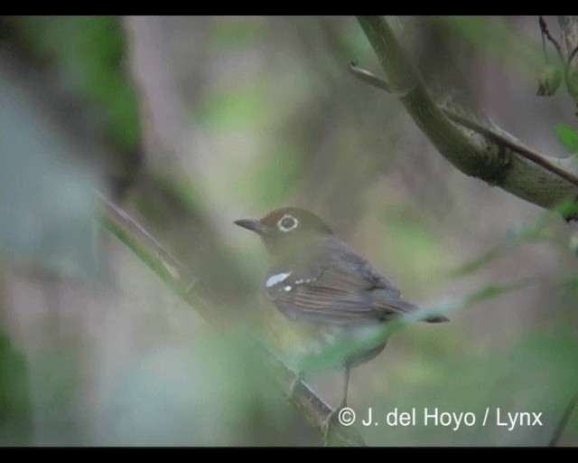 Abyssinian Ground-Thrush (Abyssinian) - ML201243251