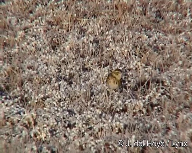 Puna Pipit - ML201243281