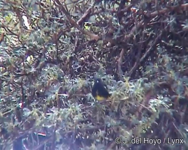 Black Siskin - ML201243311