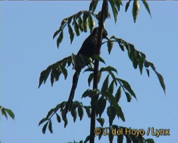 Racket-tailed Treepie - ML201243321