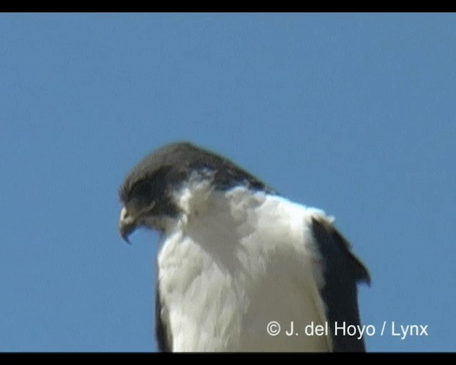 Augur Buzzard (Augur) - ML201243341