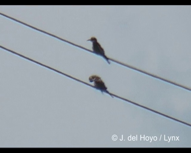 European Bee-eater - ML201243391