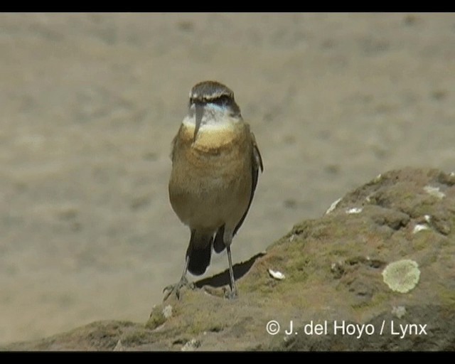 Rusty-breasted Wheatear - ML201243401