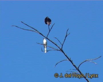 小灰山椒鳥 - ML201243411