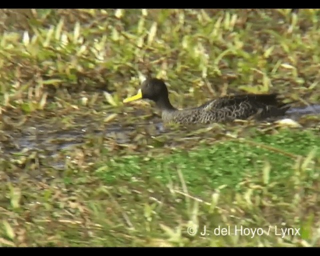 Yellow-billed Duck - ML201243501