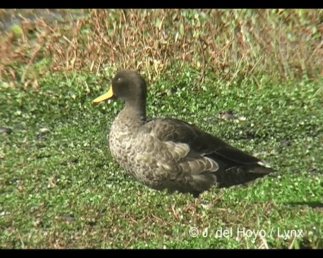 Yellow-billed Duck - ML201243511