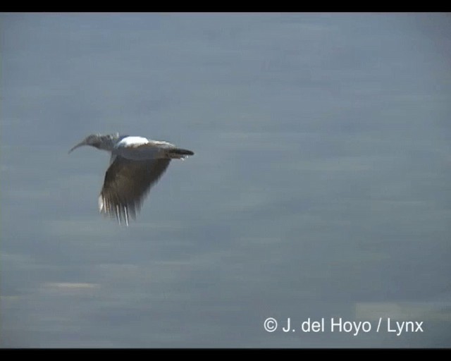 ibis etiopský - ML201243521