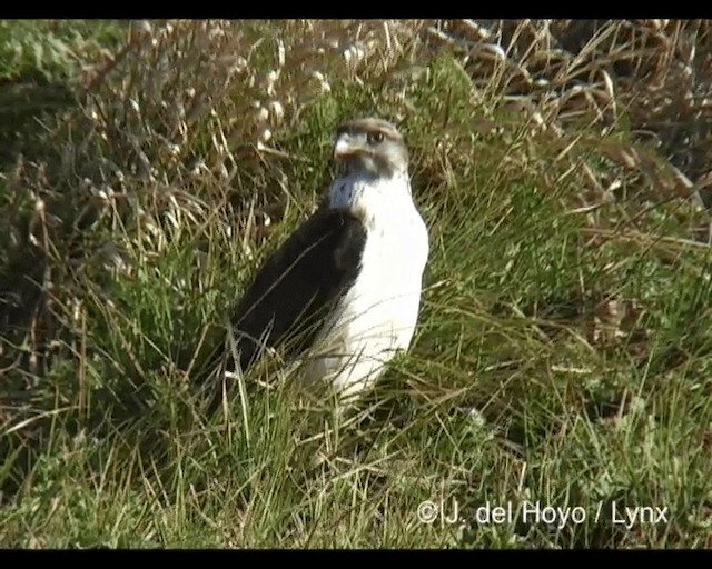 káně černohřbetá (ssp. augur) - ML201243531