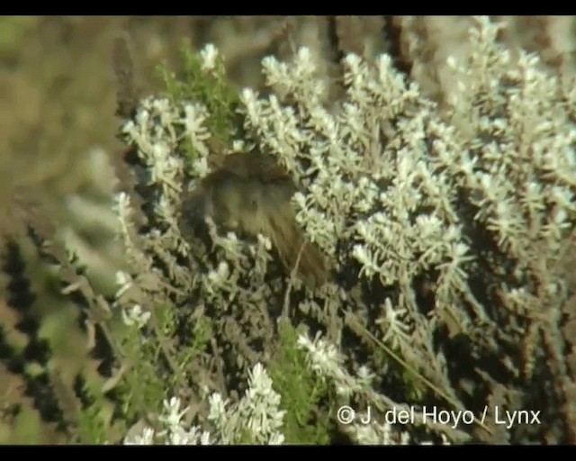 Ethiopian Cisticola - ML201243571