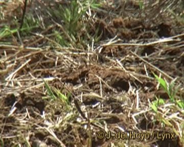 Straw-tailed Whydah - ML201243721