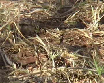 Straw-tailed Whydah - ML201243731