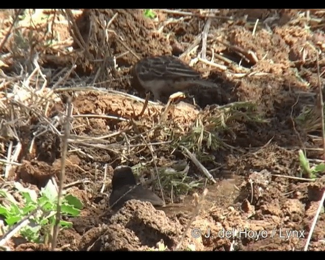 キサキスズメ - ML201243751