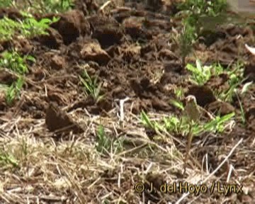 Straw-tailed Whydah - ML201243761