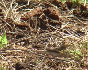 Straw-tailed Whydah - ML201243771