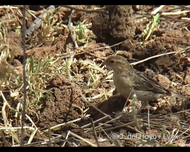 Straw-tailed Whydah - ML201243781