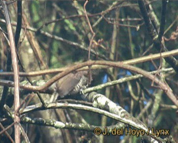 Ochre-collared Piculet - ML201243791