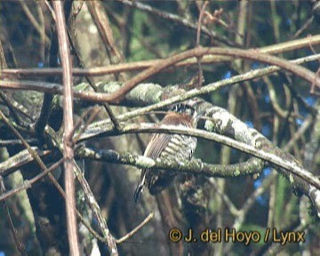 Ochre-collared Piculet - ML201243801