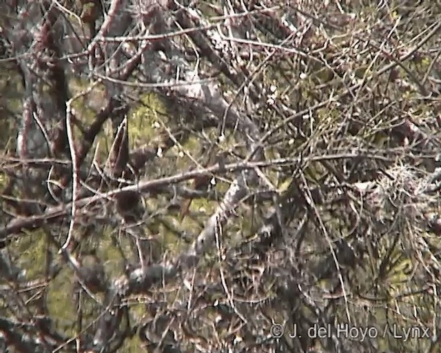 インキジヴィカザリドリ - ML201243851