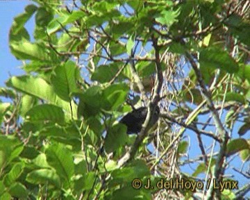 Green-billed Malkoha - ML201243871