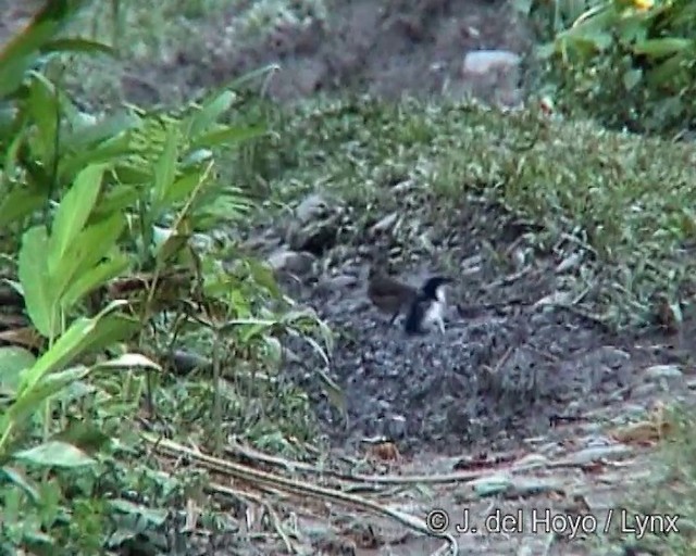 Great Antshrike - ML201243881