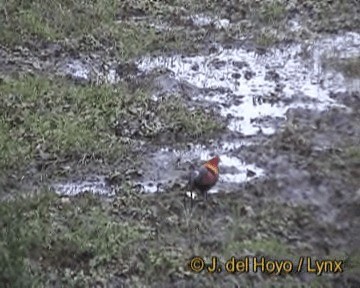 Курка банківська - ML201243891