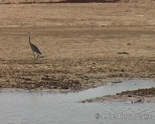 Black-headed Heron - ML201243951