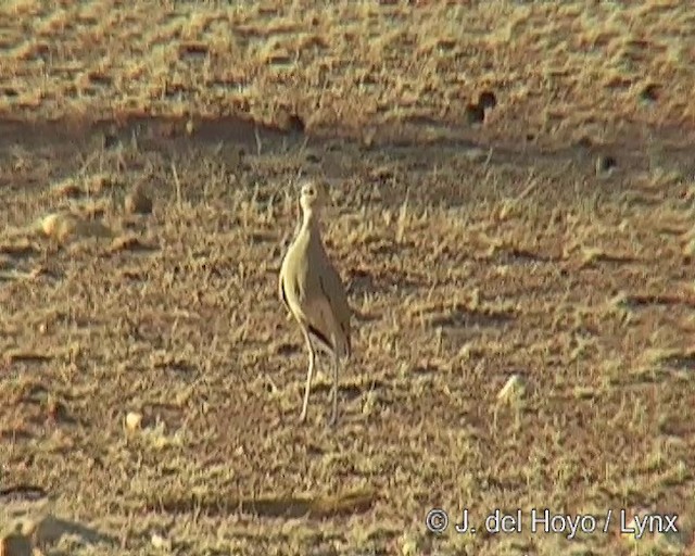 Somali Courser - ML201244021