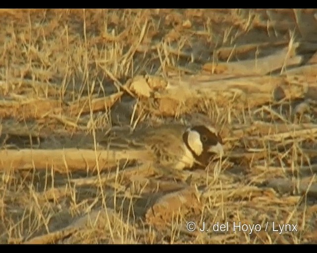 Chestnut-headed Sparrow-Lark - ML201244041